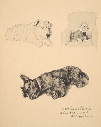 Wire-Haired Terrier, Aberdeen and West Highlander, 1930, Illustrations from his Sketch Book used for Just Among Friends by Cecil Charles Windsor Aldin