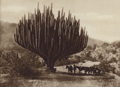 Mexico: Candelabra Cactus, Oaxaca by Cecile Seler Sachs