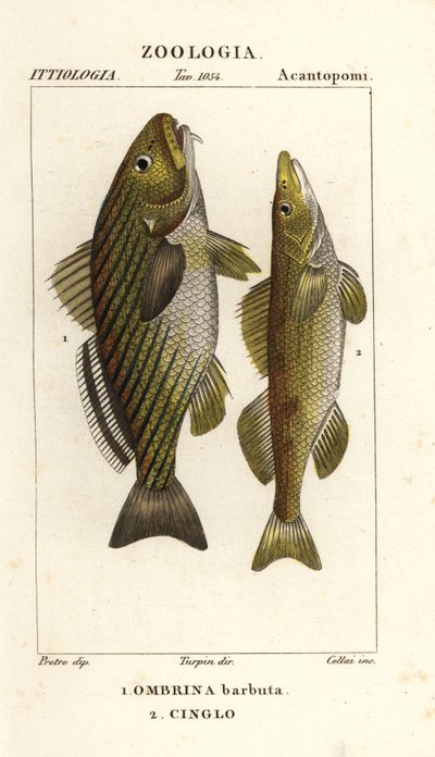 Shi drum, Umbrina cirrosa and cingle, zingel, Zingel zingel by Cellai Cellai