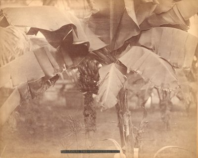 Banana Tree, Horticultural Hall, Centennial Exhibition, Philadelphia by Centennial Photographic Co.