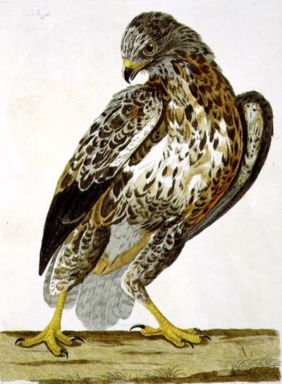 The Buzzard, Plate from 
