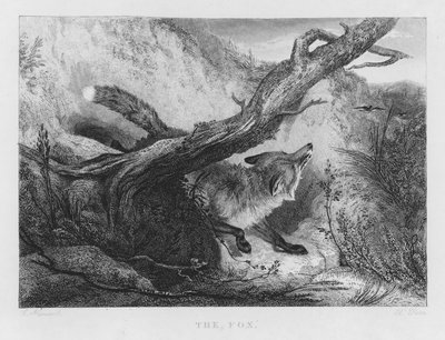 The Fox (engraving) by Charles (after) Hancock
