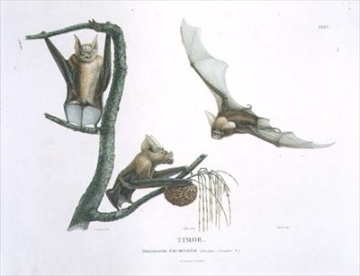 Rhinolophus Crumeniferus, a Horseshoe Bat, from Timor, Plate 35 from 
