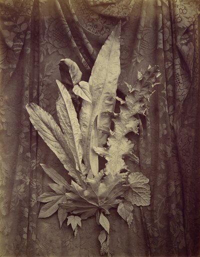 Study of Leaves on a Background of Floral Lace by Charles Aubry