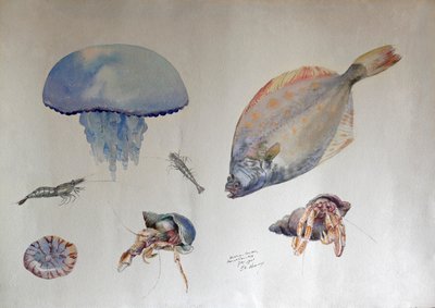 Watercolor with jellyfish, c.1901 by Charles Bernier