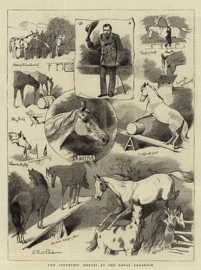 The Broncho Horses at the Royal Aquarium by Charles Burton