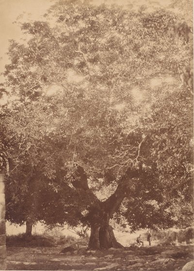 The Walnut Tree of Emperor Charles V, Yuste by Charles Clifford