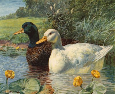 Ducks by Charles Collins