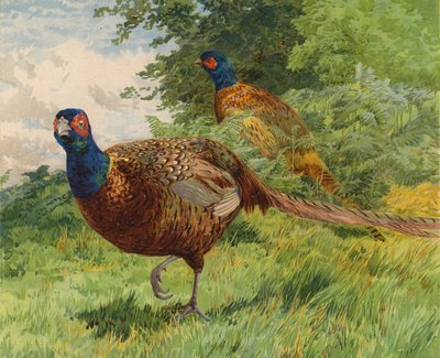 Pheasants by Charles Collins