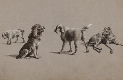Studies of Dogs by Charles Cooper Henderson