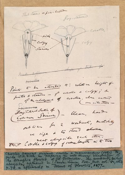 Autograph sketch of the dimorphic flowers of the primrose, 1861 by Charles Darwin