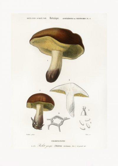 Mushroom (boletus Circinans) by Charles Dessalines D