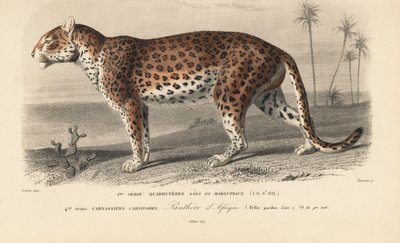 Leopard, from 