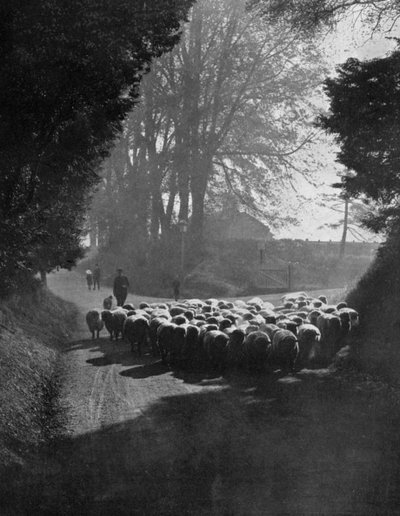Sheep on the Way to the Wilton Sheep Fair, Wilton, Wiltshire by Charles E. Brown