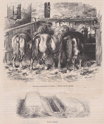 Percheron Horses in the Stable, Manure Pit, from Magasin Pittoresque by Charles Emile Jacque