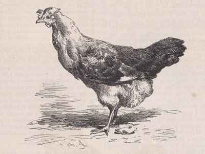Ordinary French Hen, Poor Layer, from Magasin Pittoresque by Charles Emile Jacque