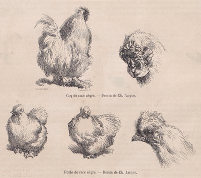 Silkie Cockerel and Silkie Hen, from Le Magasin Pittoresque by Charles Emile Jacque
