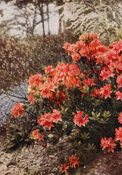 A Bush of Hardy Azalea by Charles Essenhigh Corke