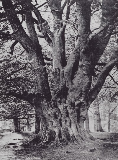 King Beech, Knole Park by Charles Essenhigh Corke