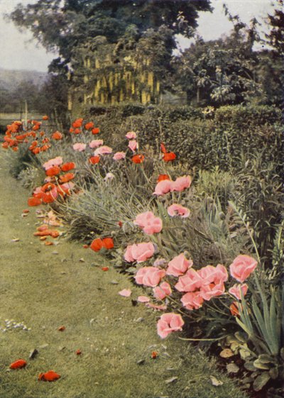 Oriental Poppies by Charles Essenhigh Corke