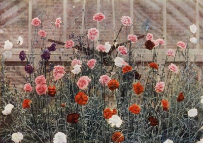 Perpetual Flowering Carnations by Charles Essenhigh Corke