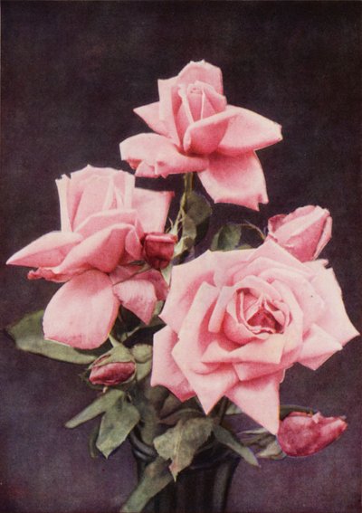 Rose Lady Ashtown by Charles Essenhigh Corke