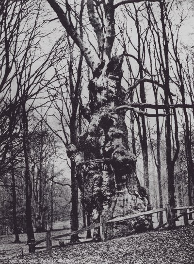 The Old Oak, Knole Park (b/w photo) by Charles Essenhigh Corke
