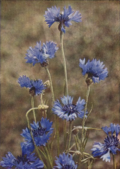 Wild Flowers: Cornflower by Charles Essenhigh Corke
