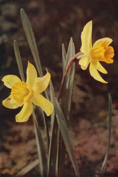 Wild flowers: Daffodil by Charles Essenhigh Corke