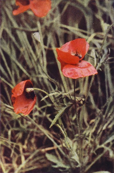 Wild Flowers: Field Poppy by Charles Essenhigh Corke