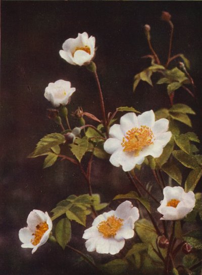 Wild Flowers: Field Rose by Charles Essenhigh Corke