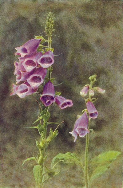 Wild Flowers: Foxglove by Charles Essenhigh Corke