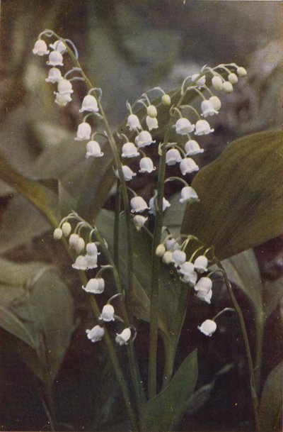 Wild Flowers: Lily of the Valley by Charles Essenhigh Corke