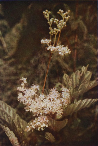 Wild flowers: Meadow-Sweet by Charles Essenhigh Corke