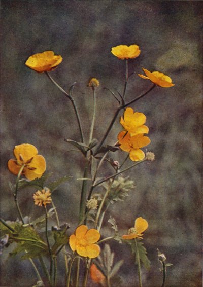 Wild Flowers: Meadow Buttercup by Charles Essenhigh Corke