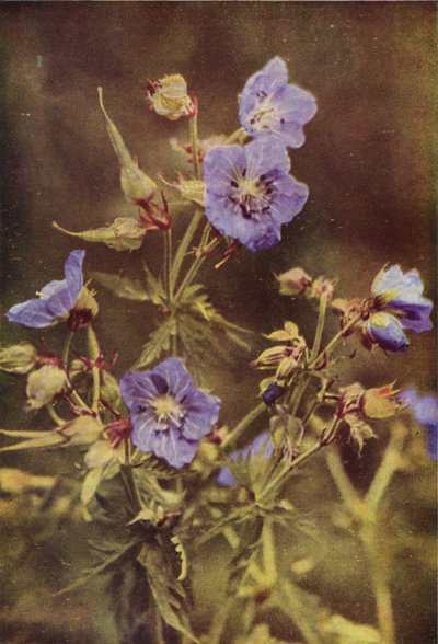 Wild Flowers: Meadow Crane