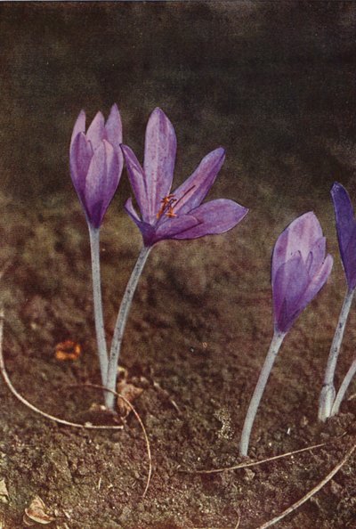 Wild Flowers: Meadow Saffron by Charles Essenhigh Corke
