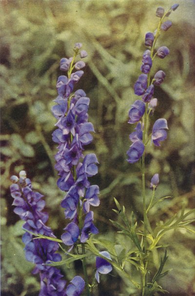 Wild Flowers: Monkshood by Charles Essenhigh Corke