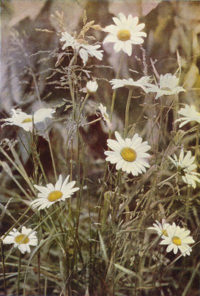 Wild Flowers: Ox-Eye Daisy by Charles Essenhigh Corke