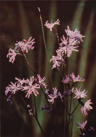 Wild Flowers: Ragged Robin by Charles Essenhigh Corke