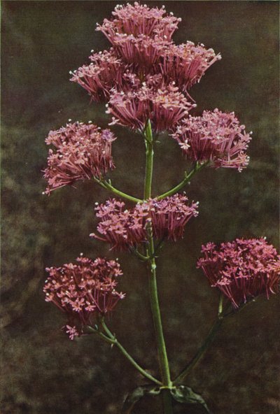 Wild Flowers: Red Valerian by Charles Essenhigh Corke