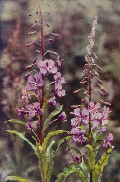 Wild Flowers: Rose-Bay Willow Herb by Charles Essenhigh Corke