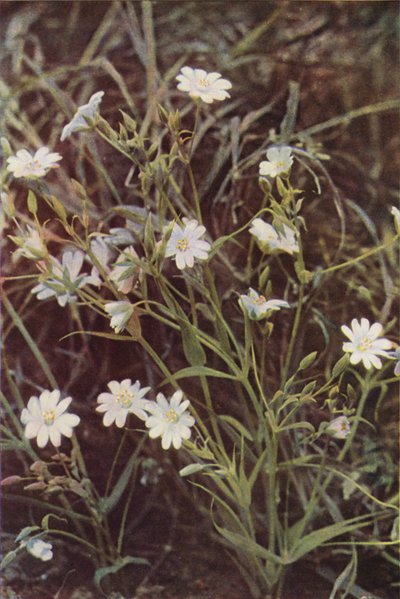 Wild flowers: Stitchwort by Charles Essenhigh Corke
