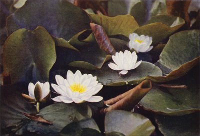Wild Flowers: White Water Lily by Charles Essenhigh Corke