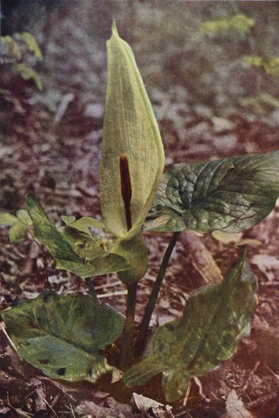 Wild Flowers: Wild Arum by Charles Essenhigh Corke