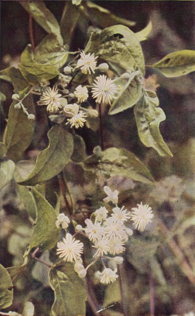 Wild Flowers: Wild Clematis by Charles Essenhigh Corke