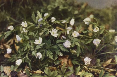 Wild Flowers: Wood Anemone by Charles Essenhigh Corke