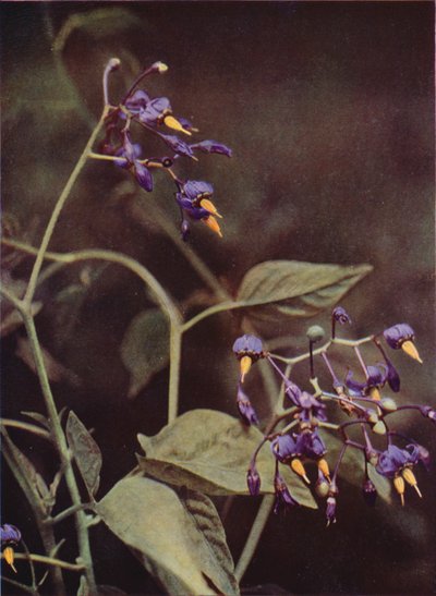 Wild Flowers: Woody Nightshade by Charles Essenhigh Corke