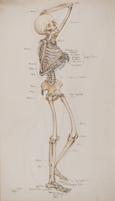 Study [Human Skeleton (bones captioned)] by Charles Gustav Louis Phillips