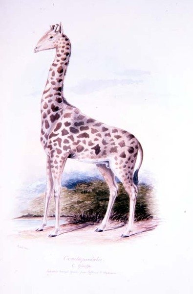 Giraffe by James Edwin Edward Dawe, Illustration to The Ruminantia Vol. I by Charles Hamilton (after) Smith